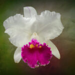 Cattleya orchid (Cattleya lueddemanniana coerulea) Florida