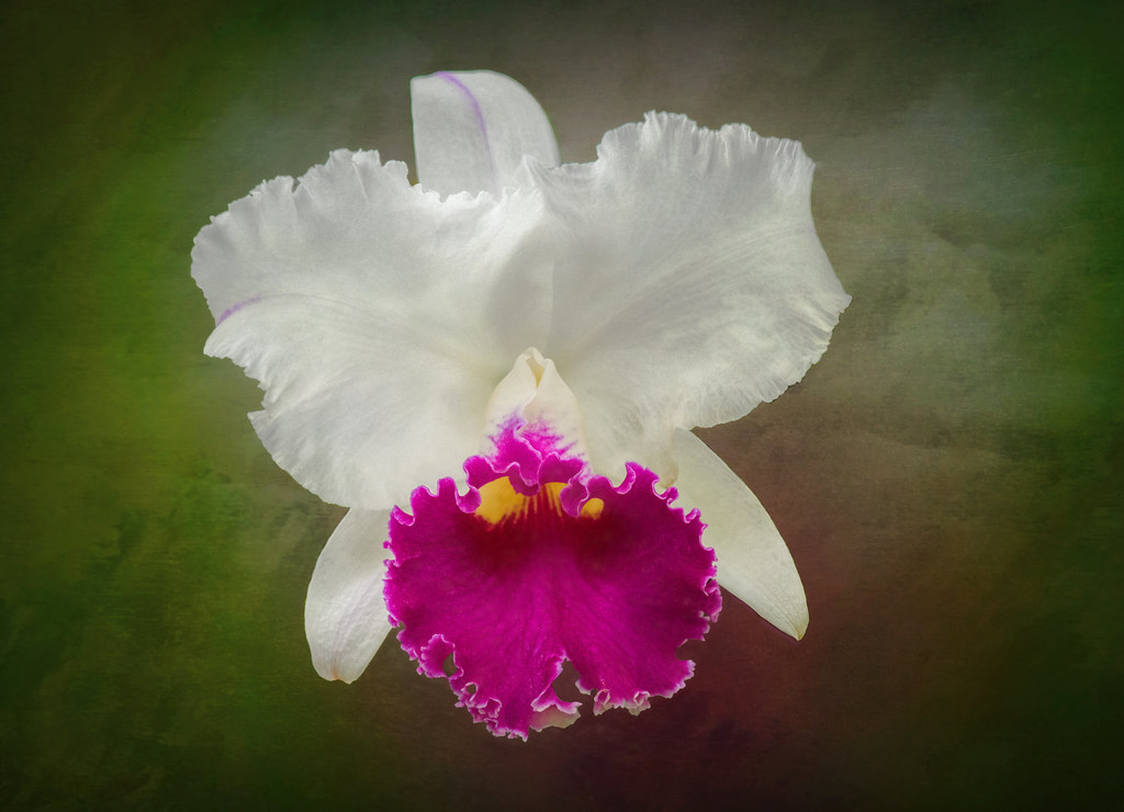 Cattleya orchid (Cattleya lueddemanniana coerulea) Florida