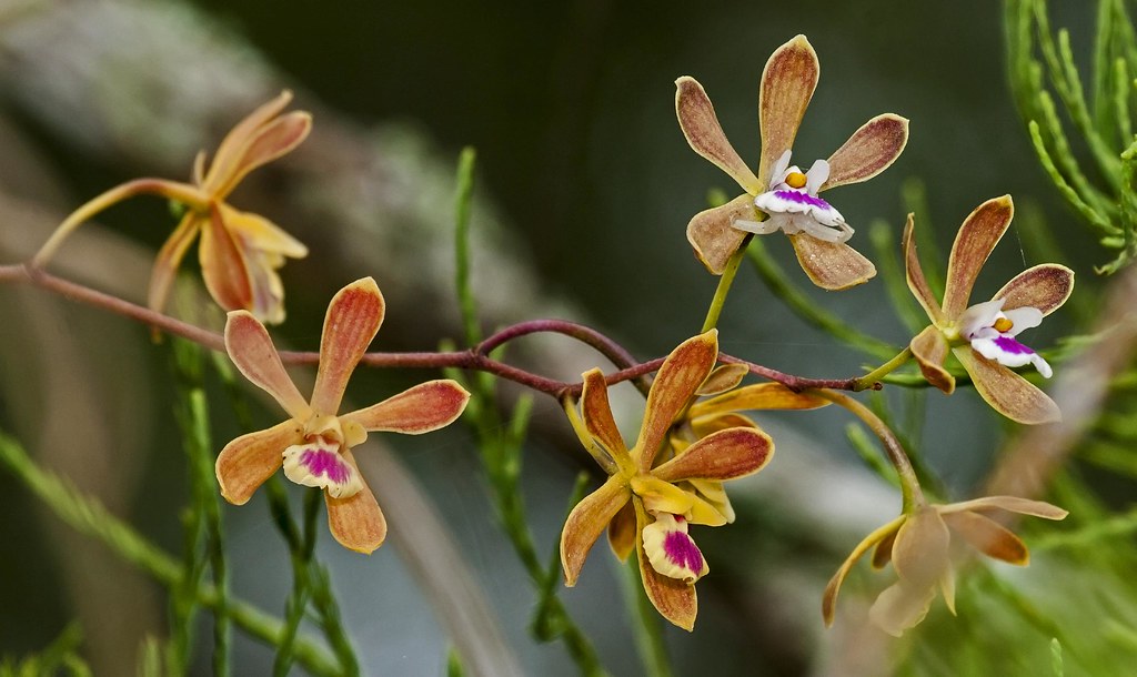 Florida Butterfly Orchid - Encyclia tampensis