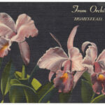 From Orchid Jungle, Homestead, Florida