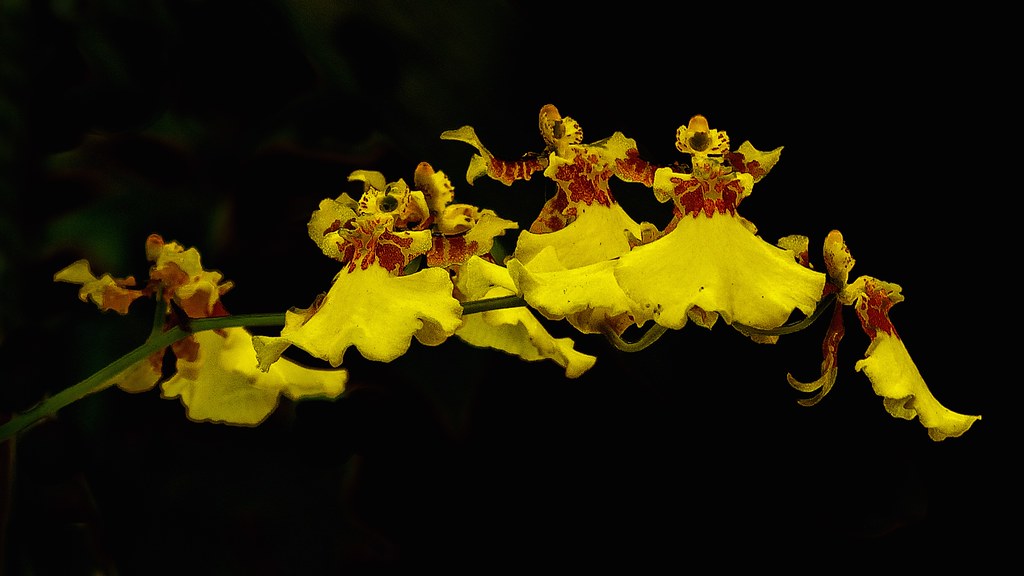 Oncidium Orchid (Dancing Ladies Orchids)