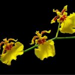 dancing ladies orchid - Florida Patio Gardens