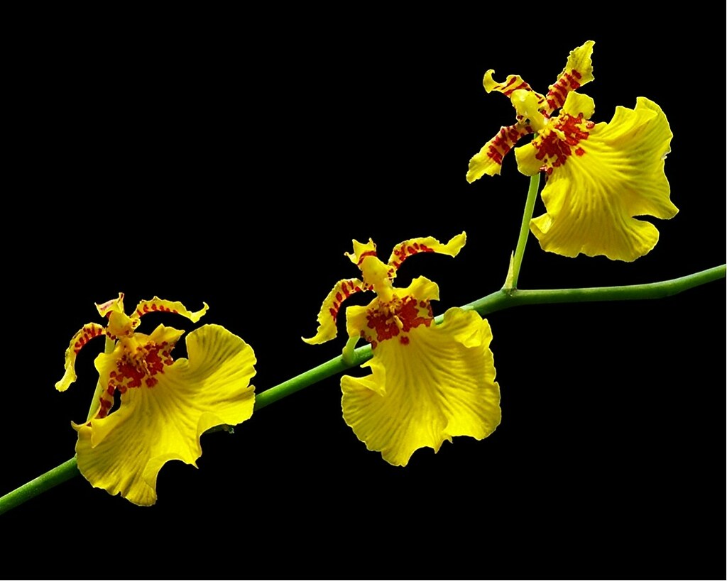 dancing ladies orchid - Florida Patio Gardens