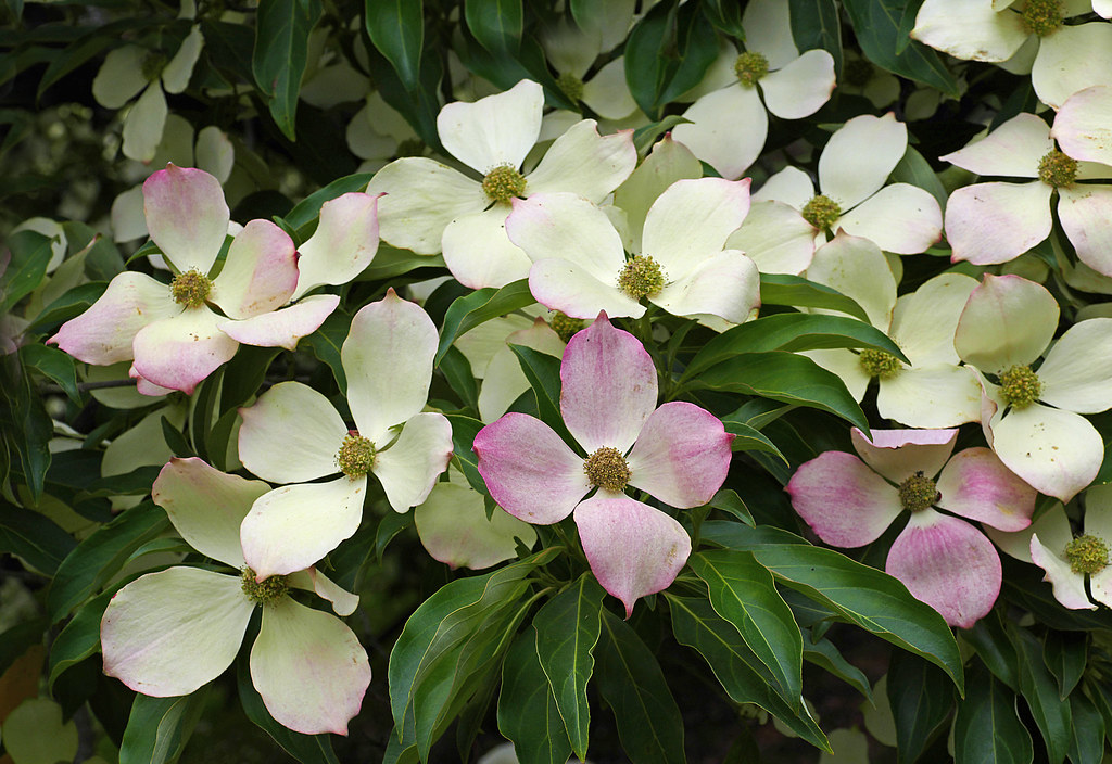 Cornus florida (flowering dogwood)