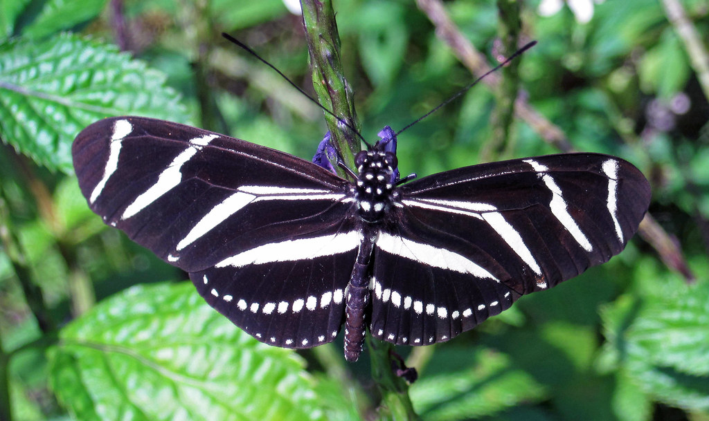 Heliconius charitonius (zebra longwing butterfly) (Florida, USA) 6