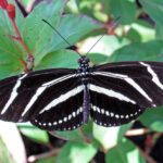 Heliconius charitonius (zebra longwing butterfly) (Florida, USA)