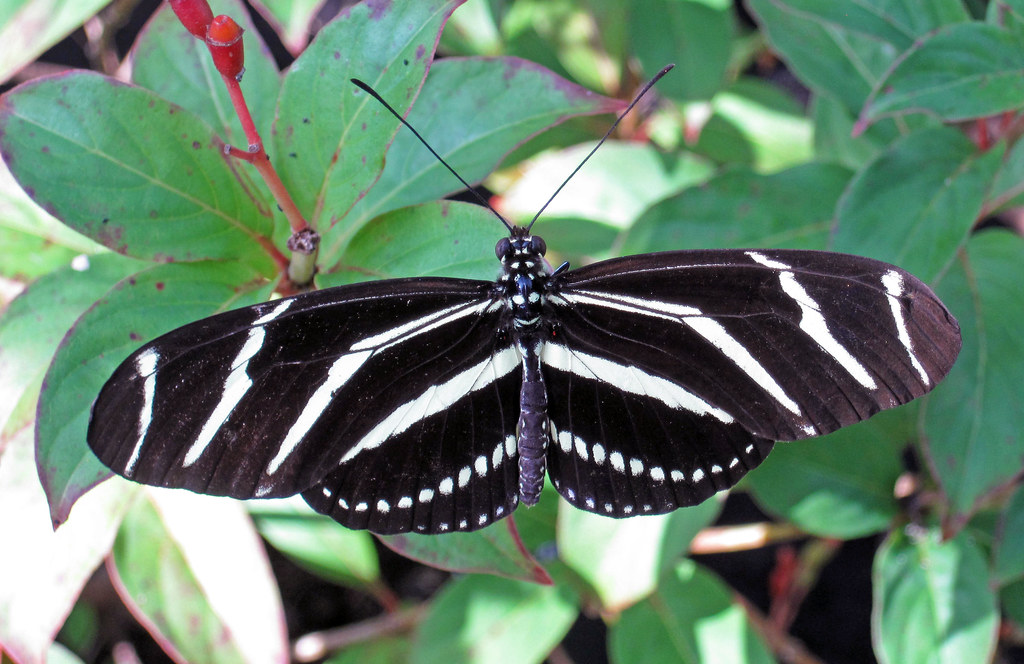 Heliconius charitonius (zebra longwing butterfly) (Florida, USA)