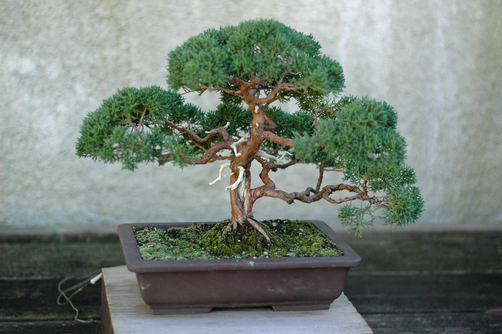 Juniper Bonsai 