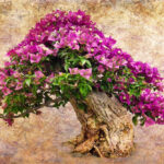 Bougainvillea Bonsai