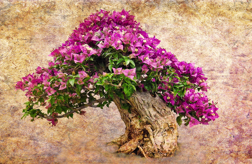 Bougainvillea Bonsai