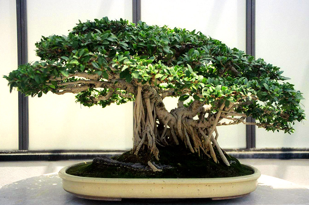 Ficus Bonsai