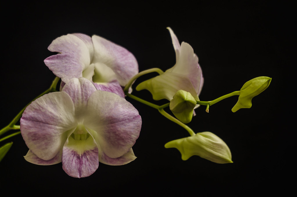 Dendrobium Orchids