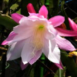 Queen of the Night Cactus