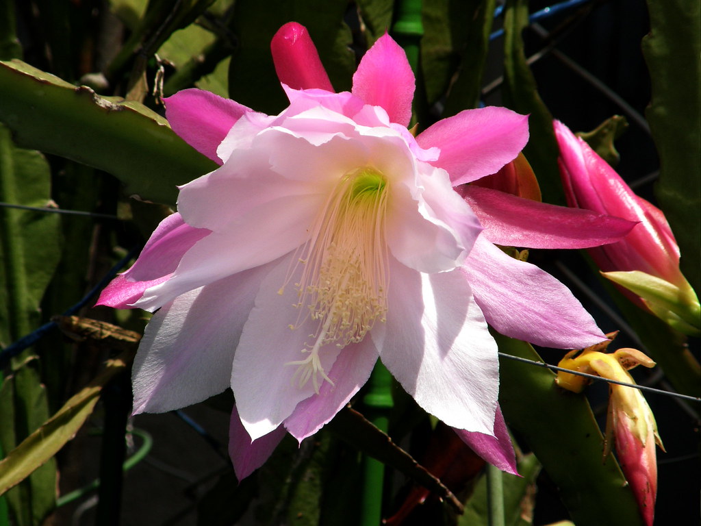 Queen of the Night Cactus