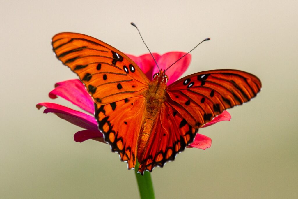 Gulf Fritillary