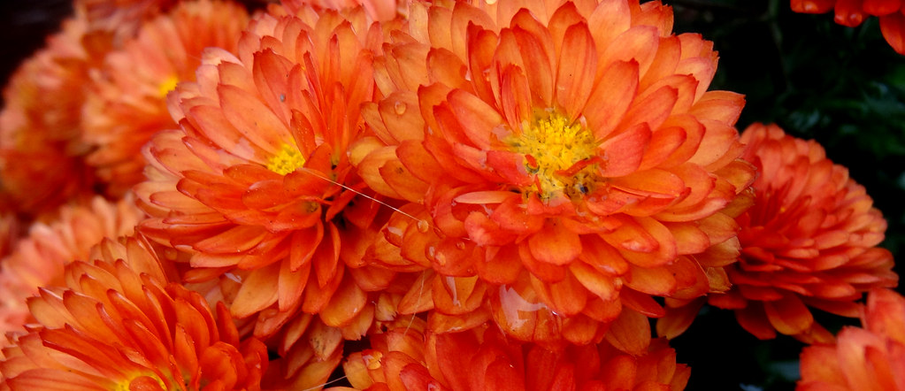 Orange chrysanthemum for helping to repel mosquitos