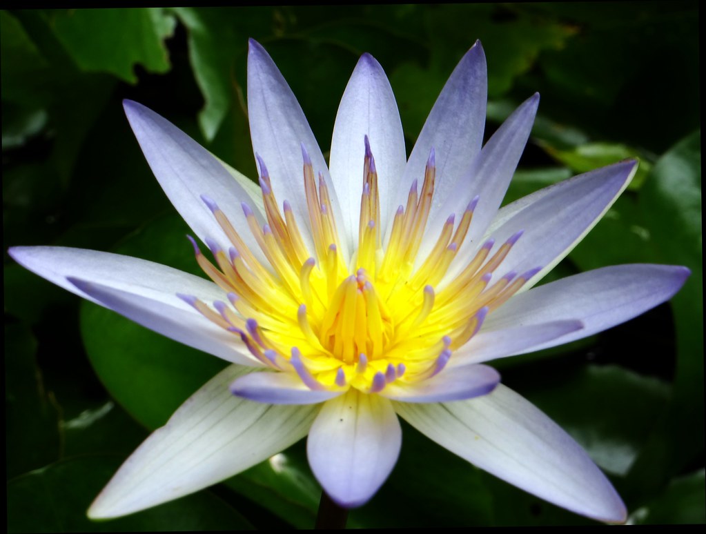 Florida Water Lily