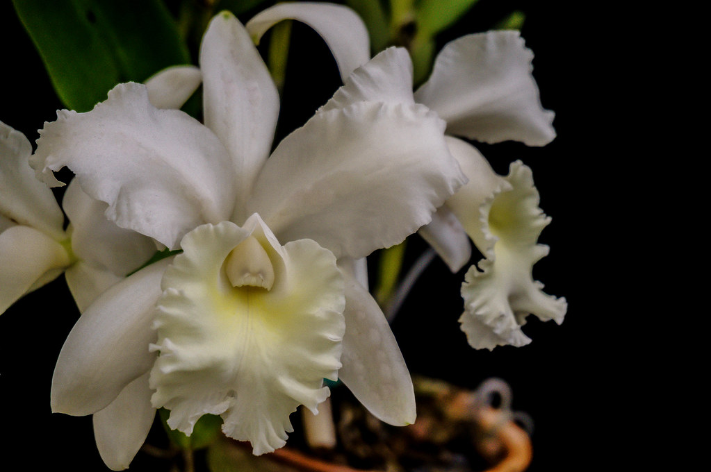 Cattleya Orchid