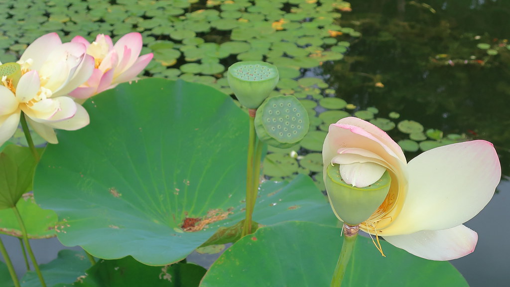 Florida Lotus