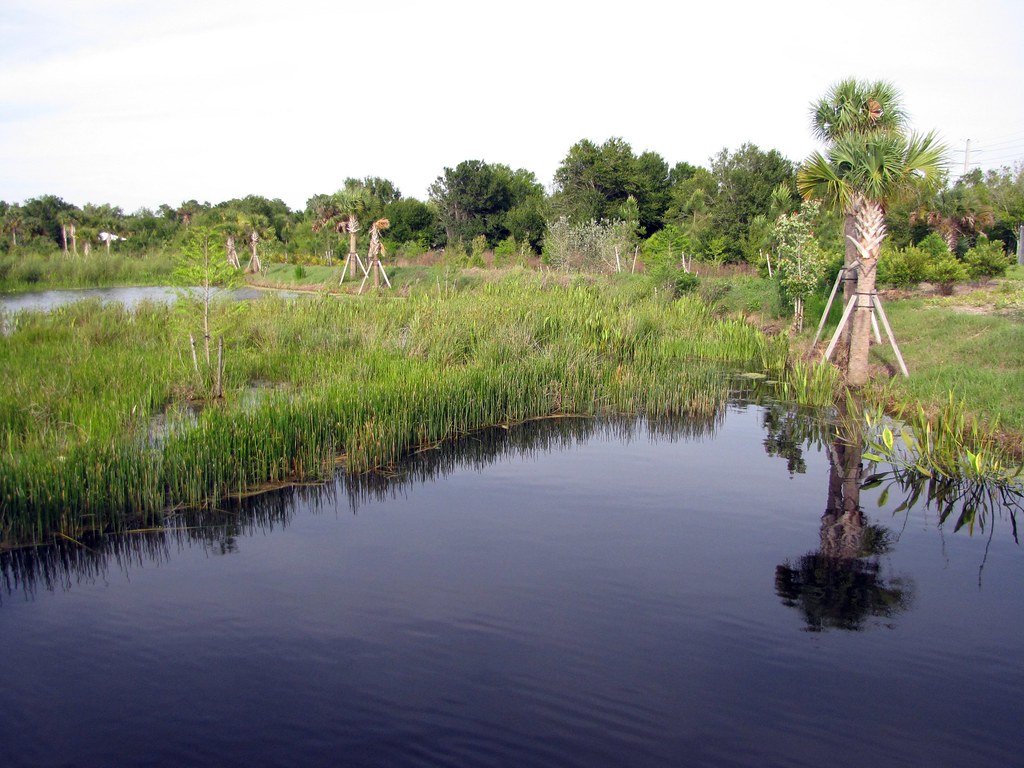 South Florida Vegetation can help attract mosquitos