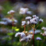 Gregg's Mistflower