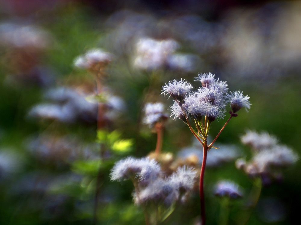 Gregg's Mistflower