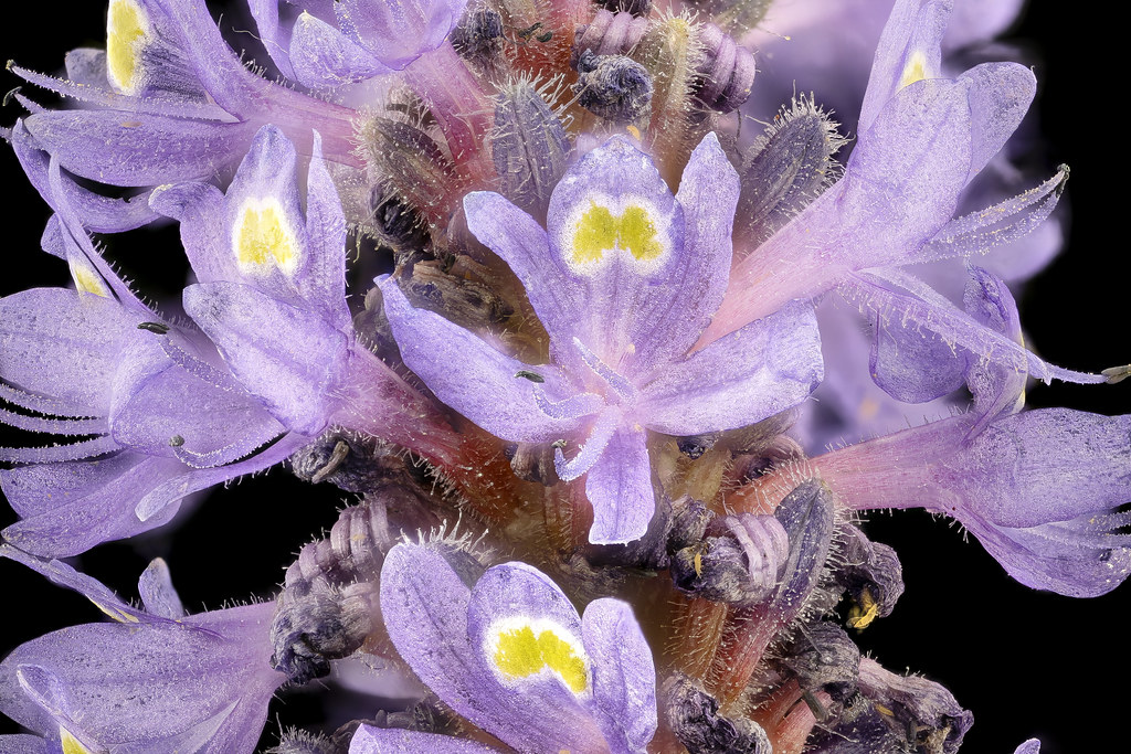 Pontederia cordata, Pickerelweed