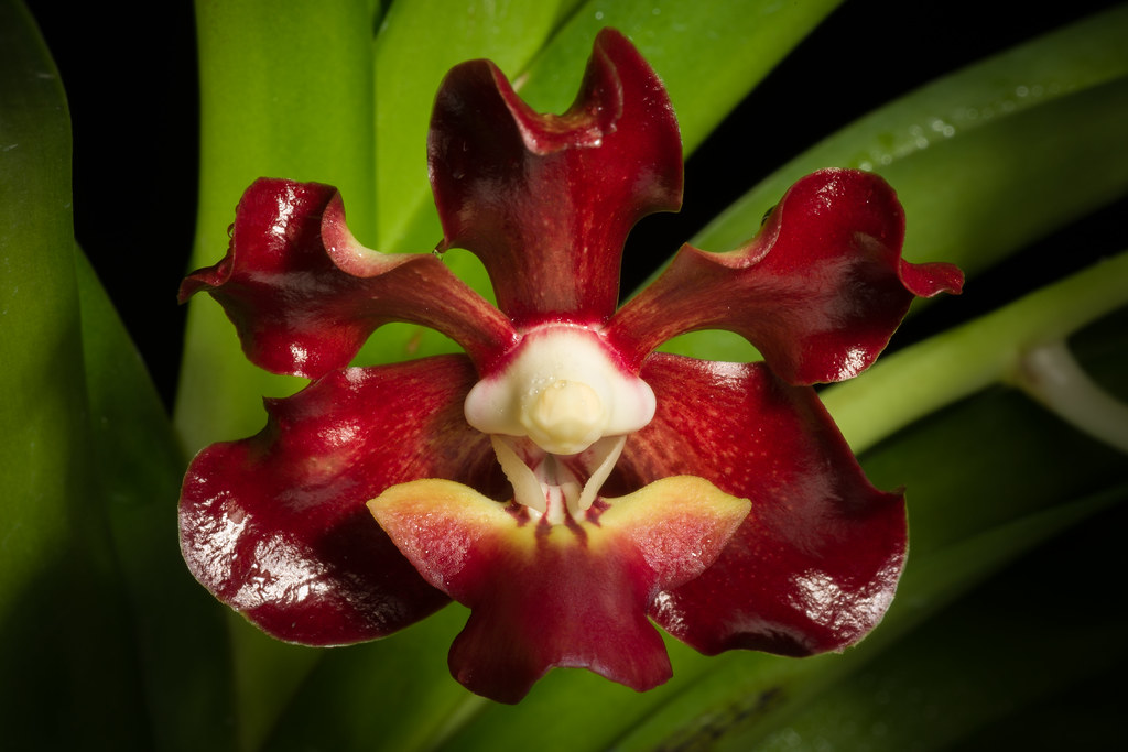 Vanda Orchids