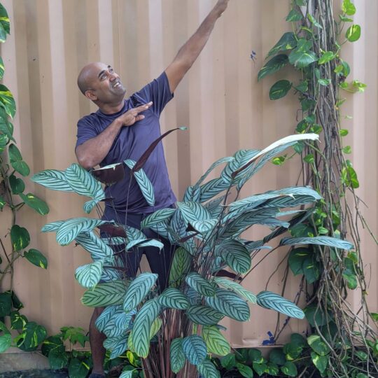 Calathea setosa 'Grey Star'