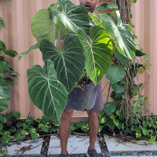 Philodendron gloriosum