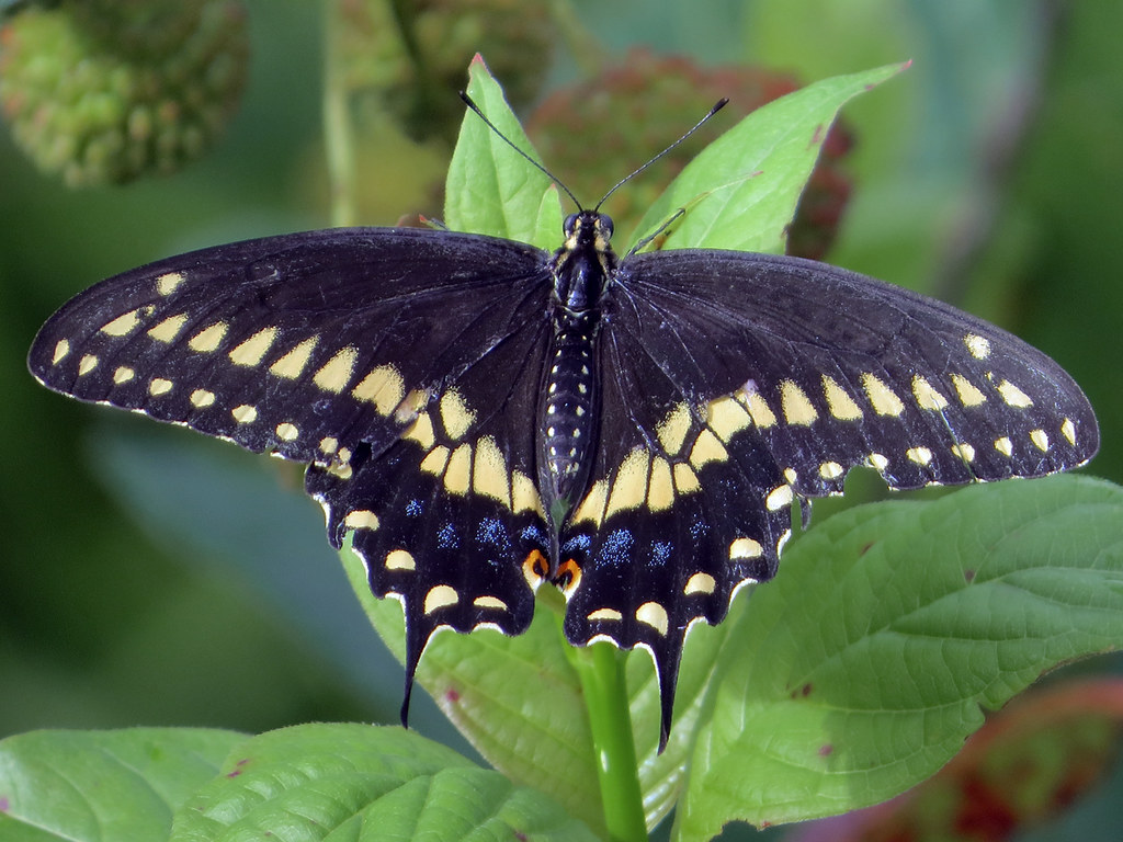 Eastern Black Swallowtail (Papilio polyxenes) male