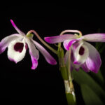 3 Great Florida Patio Orchids