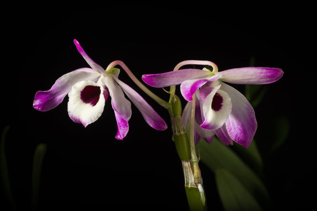 3 Great Florida Patio Orchids