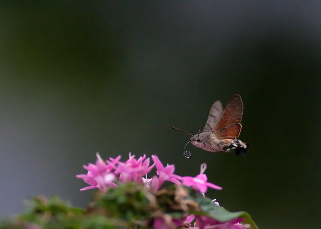 Balcony Butterfly and Hummingbird Garden