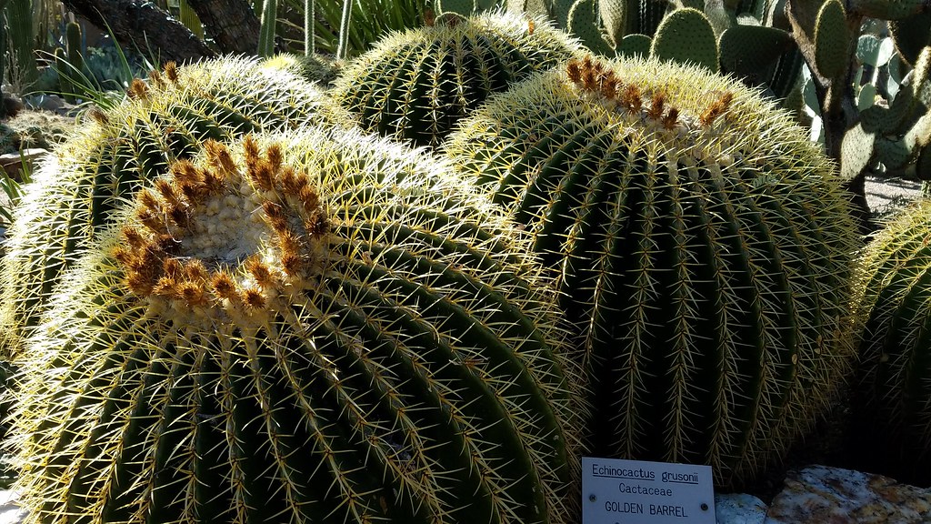 Golden Barrel Cactus