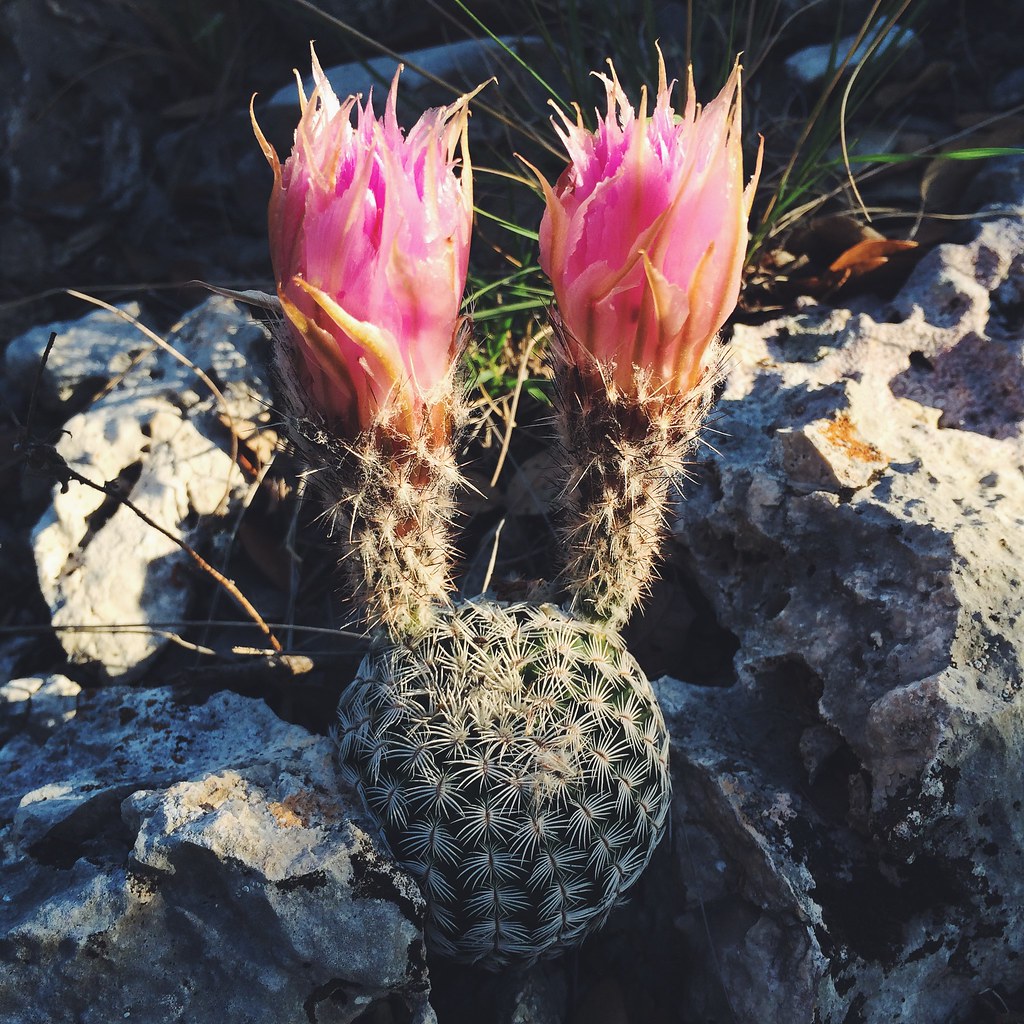 pink bunny ear cactus