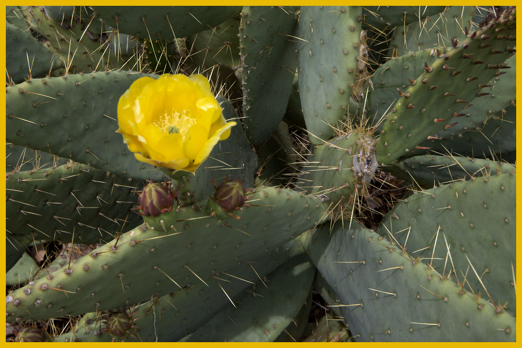 Prickly Pear Cactus