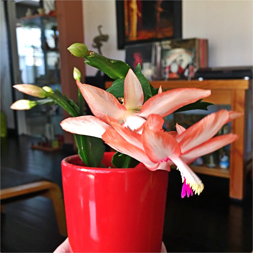 Christmas Cactus