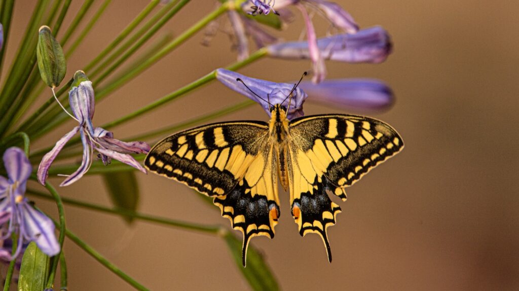 Eastern Tiger Swallowtail