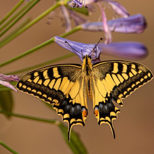 Butterfly Attracting Plants