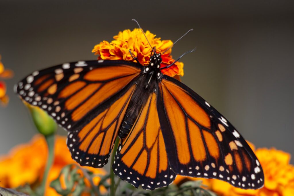 Florida Monarch Butterfly