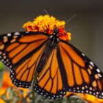 Florida Monarch Butterfly